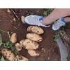 安丘優質露天土豆大量上市中