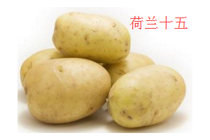 求購優質馬鈴薯