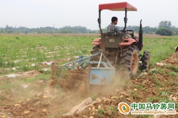 應城：馬鈴薯喜獲豐收 ()