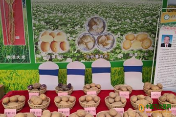 甘肅：由馬鈴薯大省邁向馬鈴薯強省 ()