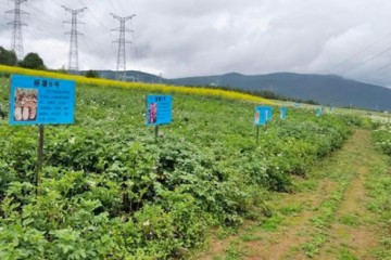 麗江：著力做大做強馬鈴薯產業 ()