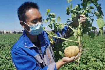 新疆：馬鈴薯新品種刷新高產記錄 ()
