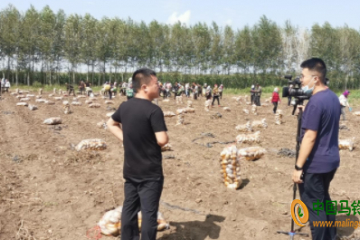 榆林鎮：千畝馬鈴薯迎來“收獲季” ()
