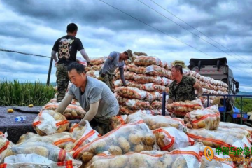 寧安農場：萬畝馬鈴薯銷往省外多地 ()