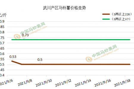 新薯供應寬松 行情影響幾何？ ()