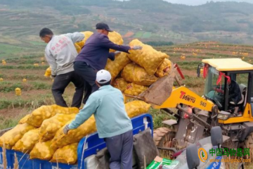 姜席鎮：馬鈴薯成為農民增收致富的“金疙瘩” ()