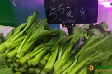 廣州：持續降溫 菜價上漲 ()
