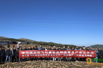 云南巧家縣：“云薯108”刷新西南地區馬鈴薯最高單產紀錄 ()