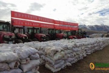 甘孜縣：集中發放馬鈴薯種薯400噸 ()