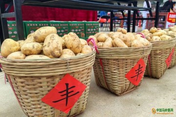 蘆苞鎮馬鈴薯產業增收致富、創品牌 ()