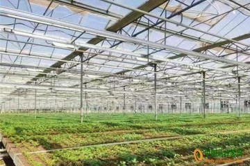 蘭州榆中：馬鈴薯種薯產業蓬勃發展 ()