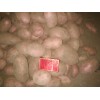 出售土豆原種:X6，雪川紅等