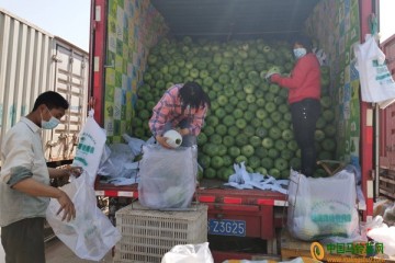 “五一”小長假：蔬菜價格持續回落 ()