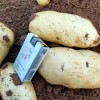 本人大量供應荷蘭十五土豆