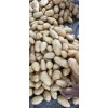 山東安丘土豆大量上市需要的老板聯系