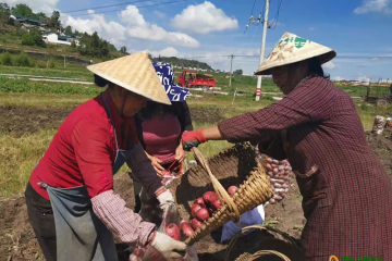 紅土豆保障農戶的“錢袋子” ()