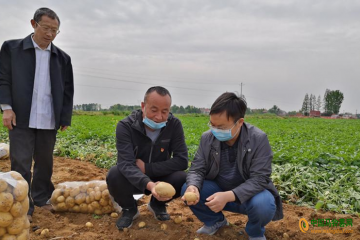 襄州區(qū)：馬鈴薯種植助農增收 ()