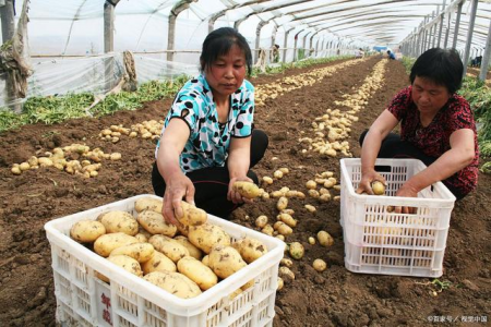 供應呈現偏緊 薯市行情走強 ()