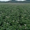 河北圍場，內蒙古赤峰2022新土豆大量上市