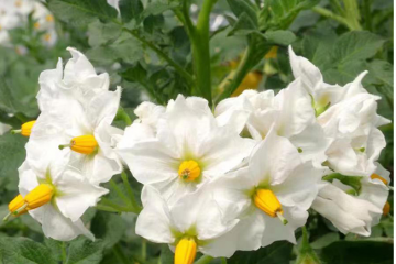 莊浪縣：36.5萬畝馬鈴薯進入花期 ()