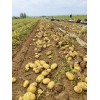 大量供應沃土，V7等品種