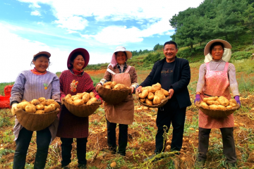 昭陽區：35萬畝馬鈴薯喜迎豐收 ()