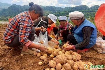 魯甸縣：馬鈴薯新品種測產喜人 ()