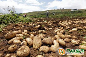 昭通巧家縣：萬(wàn)畝馬鈴薯豐收 ()