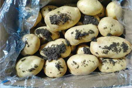 薯市穩中有升 后勁略顯不足 ()
