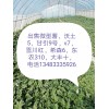 出售微型薯，電話13483335926
