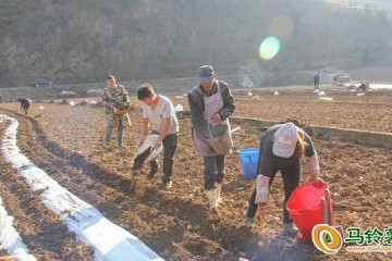 迤車鎮小春馬鈴薯種植忙 ()