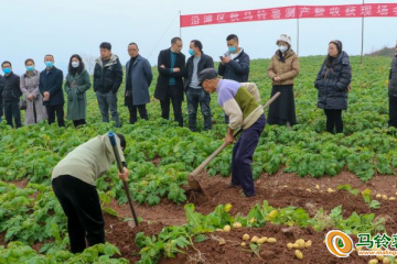 自貢沿灘區召開秋馬鈴薯測產現場會 ()