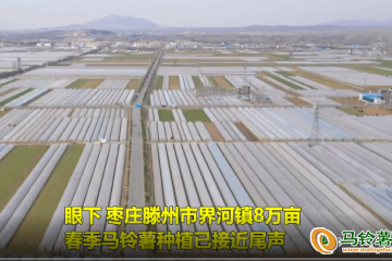 滕州市界河鎮：8萬畝春馬鈴薯播種 ()
