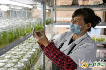 張北：馬鈴薯育種助力鄉村振興 ()