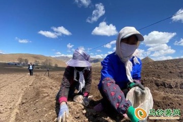 青海省：馬鈴薯產業取得重大突破 ()
