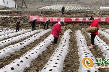 竹溪縣泉溪鎮：馬鈴薯春耕春種一片繁忙 ()
