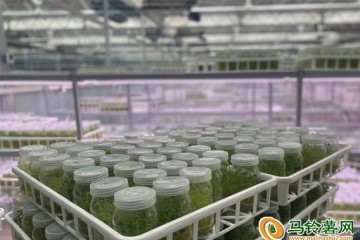 商都縣：種薯繁育助農增收 ()