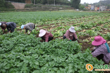 貴州施秉：馬鈴薯進入豐收季 ()