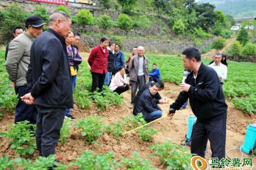 巴東縣：進行馬鈴薯晚疫病防治學習 ()