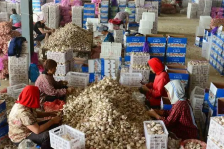 新薯上貨增多 高價能否持續(xù)？ ()