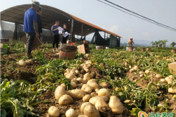 芒市軒崗鄉：冬馬鈴薯助農增收致富 ()