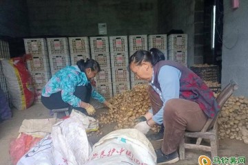 咸豐縣：馬鈴薯暢銷市場 ()