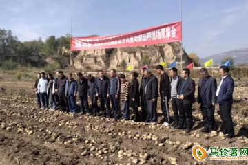 甘肅臨夏：馬鈴薯育種助力鄉村振興 ()