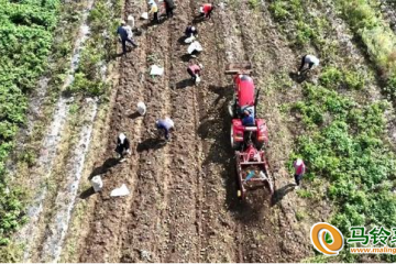 甘肅莊浪：36.5萬畝馬鈴薯助農增收 ()