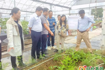 湖南常德：設施馬鈴薯優化產業升級 ()