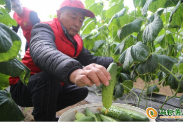 河北遷安：反季蔬菜種植 帶動農家致富 ()