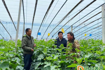 江蘇新沂市：障蔬菜生產保障市場供應穩定 ()