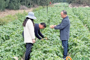 實驗區首批鹽堿地種植的馬鈴薯將迎收成 ()