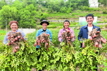 四川涼山 百萬畝“青薯9號”讓土地增產(chǎn)農(nóng)民增收 ()