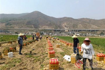 云南云縣：支部領(lǐng)航 馬鈴薯迎來致富“薯”光 ()